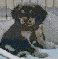 Crossstitch Cavalier King Charles Spaniel Puppy fine stitch